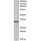 Pirin (PIR) Antibody