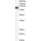 Cytosolic Phospholipase A2 (PLA2G4A) Antibody