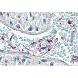 Pleckstrin Antibody