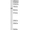 Serine/threonine-Protein Kinase PLK1 (PLK1) Antibody