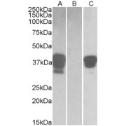 HEK293 lysate (10 µg protein in RIPA buffer) overexpressing Human POU2AF1 with DYKDDDDK tag probed with abx433158 (1 µg/ml) in Lane A and probed with anti- DYKDDDDK Tag (1/3000) in lane C. Mock-transfected HEK293 probed with abx433158 (1mg/ml) in Lane B. Primary incubations were for 1 hour. Detected by chemiluminescence.