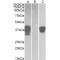 POU Class 2 Associating Factor 1 (POU2AF1) Antibody