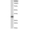 POU Domain, Class 6, Transcription Factor 1 (POU6F1) Antibody