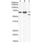 abx433169 staining (2 µg/ml) of 293 lysate (RIPA buffer, 30 µg total protein per lane). Primary incubated for 1 hour. Detected by western blot using chemiluminescence.