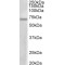 Protein Arginine Methyltransferase 3 (PRMT3) Antibody