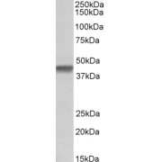 abx433192 (1 µg/ml) staining of Daudi lysate (35 µg protein in RIPA buffer). Primary incubation was 1 hour. Detected by chemiluminescence.