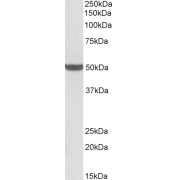 abx433193 (0.5 µg/ml) staining of Human Liver lysate (35 µg protein in RIPA buffer). Detected by chemiluminescence.