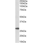 abx433199 (0.3 µg/ml) staining of Human Cerebellum lysate (35 µg protein in RIPA buffer). Primary incubation was 1 hour. Detected by chemiluminescence.