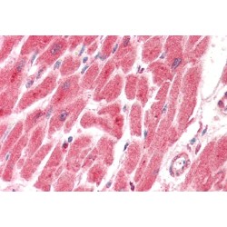 Prostaglandin E Synthase 2 (PTGES2) Antibody