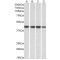 Ribonucleic Acid Export 1 (RAE1) Antibody