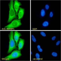 Ran-Binding Protein 1 (RANBP1) Antibody