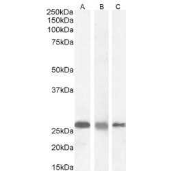 Ran-Binding Protein 1 (RANBP1) Antibody