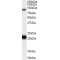 RASAL Antibody