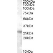 abx433217 (0.5 µg/ml) staining of Heart lysate (35 µg protein in RIPA buffer) with (B) and without (A) blocking with the immunising peptide. Primary incubation was 1 hour. Detected by chemiluminescence.