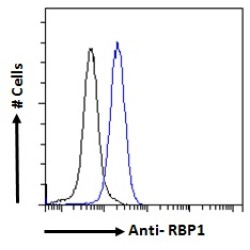 Retinol-Binding Protein 1 (RBP1) Antibody