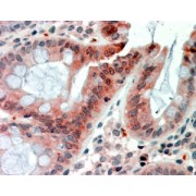abx433222 (2.5g/ml) staining of paraffin embedded Human Colon. Steamed antigen retrieval with citrate buffer pH 6, AP-staining.