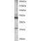 Regulator of G Protein Signaling 14 (RGS14) Antibody