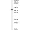 Ring Finger Protein 8 (RNF8) Antibody