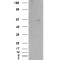 RXR beta Antibody