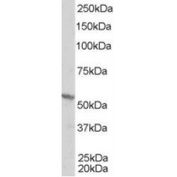 RXR beta Antibody