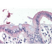 abx433254 (4 µg/ml staining of paraffin embedded Human Colon. Steamed antigen retrieval with citrate buffer pH 6, AP-staining.