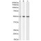 Septin 6 (SEPTIN6) Antibody