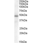 abx433262 (0.5 µg/ml) staining of Human Adipose lysate (35 µg protein in RIPA buffer). Primary incubation was 1 hour. Detected by chemiluminescence.