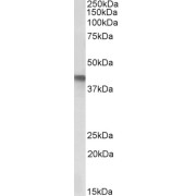 abx433263 (1 µg/ml) staining of A549 lysate (35 µg protein in RIPA buffer). Primary incubation was 1 hour. Detected by chemiluminescence.