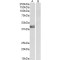 Leukocyte Elastase Inhibitor (SERPINB1) Antibody