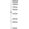 Serpin B6 (SERPINB6) Antibody