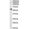 SH2 Domain Containing 4A (SH2D4A) Antibody