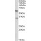 Sialic Acid Binding Ig Like Lectin 6 (SIGLEC6) Antibody