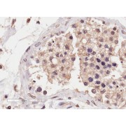 abx433279 (4 µg/ml staining of paraffin embedded Human Testis. Microwaved antigen retrieval with Tris/EDTA buffer pH9, HRP-staining.