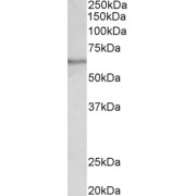 abx433284 (0.1 µg/ml) staining of Human Testis lysate (35 µg protein in RIPA buffer). Primary incubation was 1 hour. Detected by chemiluminescence.