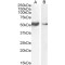 Cystine/Glutamate Transporter (SLC7A11) Antibody