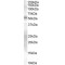 Mothers Against Decapentaplegic Homolog 9 (SMAD9) Antibody