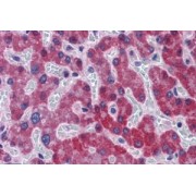 abx433326 (5 µg/ml staining of paraffin embedded Human Liver. Steamed antigen retrieval with citrate buffer pH 6, AP-staining.