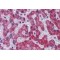 Stearoyl-CoA desaturase Antibody