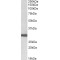 Stomatin (STOM) Antibody