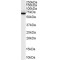 Switch-Associated Protein 70 (SWAP70) Antibody