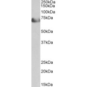 abx433348 (0.5 µg/ml) staining of Human Heart lysate (35 µg protein in RIPA buffer). Primary incubation was 1 hour. Detected by chemiluminescence.