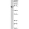 Transcription Factor 4 (TCF4) Antibody