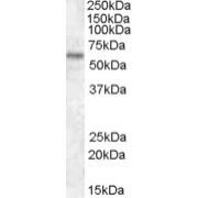 abx433359 (1 µg/ml) staining of HEK293 lysate (35 µg protein in RIPA buffer). Primary incubation was 1 hour. Detected by chemiluminescence.