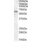 Transcription Factor Binding To IGHM Enhancer 3 (TFE3) Antibody