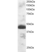 abx433360 staining (1 µg/ml) of Human Testis lysate (RIPA buffer, 30 µg total protein per lane). Primary incubated for 1 hour. Detected by western blot using chemiluminescence.