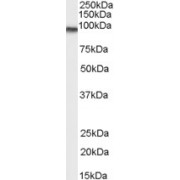 abx433363 (0.03 µg/ml) staining of Human Lung lysate (35 µg protein in RIPA buffer). Primary incubation was 1 hour. Detected by chemiluminescence.