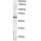 Thioredoxin Reductase 1, Cytoplasmic (TXNRD1) Antibody