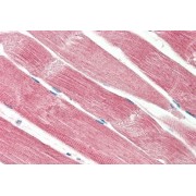 abx433366 (5 µg/ml staining of paraffin embedded Human Skeletal Muscle. Steamed antigen retrieval with citrate buffer pH 6, AP-staining.