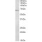 TRAF3 Interacting Protein 2 (TRAF3IP2) Antibody