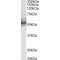 Tripartite Motif-Containing Protein 11 (TRIM11) Antibody